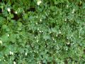 Salpichroa origanifolia